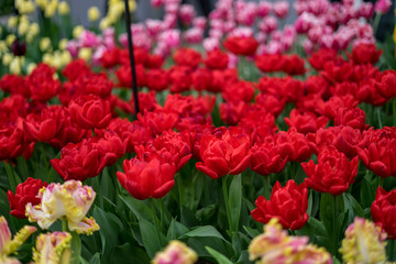 Flower garden, Netherlands , a close up of a flower