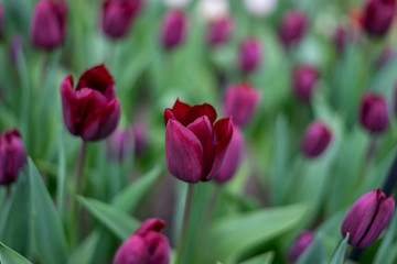 Flower garden, Netherlands , a close up of a flower