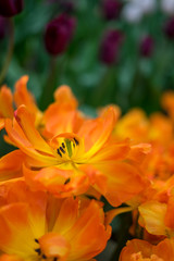 Fototapeta premium Flower garden, Netherlands , a close up of a flower