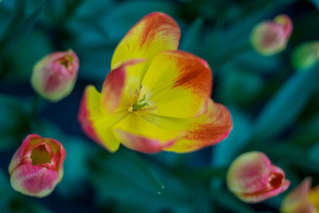 Obraz na płótnie Canvas Flower garden, Netherlands , a close up of a flower