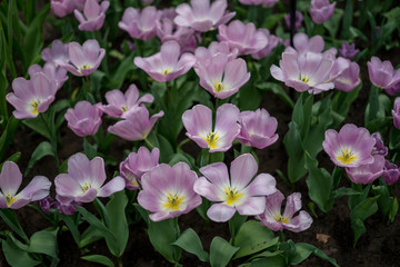 Flower garden, Netherlands , a close up of a purple flower