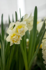 Flower garden, Netherlands , a close up of a flower