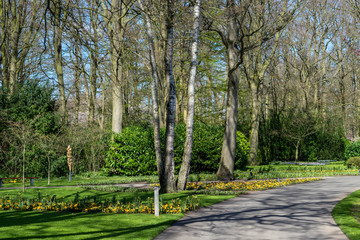 Flower garden, Netherlands , a tree in the middle of a forest