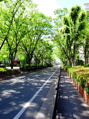 Fototapeta premium 新緑の欅通り風景