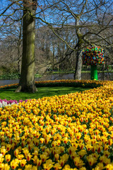 Flower garden, Netherlands , a yellow flower with green leaves
