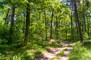 Obraz premium Sunny forest