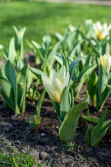 Obraz premium Flower garden, Netherlands , a close up of a flower garden