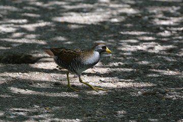 Sora bird close up