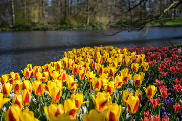 Flower garden, Netherlands , a red and yellow flower