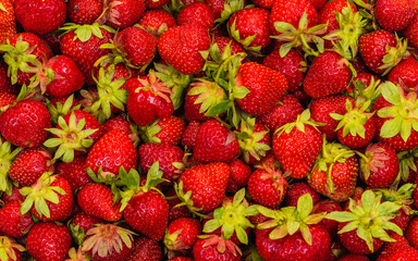 just fresh red strawberries without green leaves