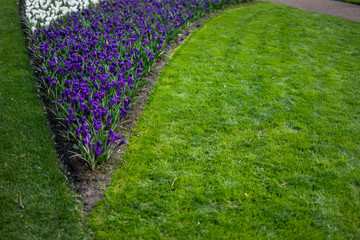 Flower garden, Netherlands , a close up of a green field