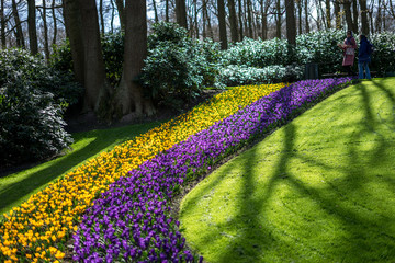 Flower garden, Netherlands , a close up of a flower garden