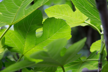 green leaves of tree