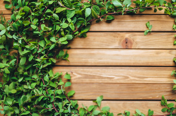Branches from a bush in the form of a wreath with green leaves are beautifully laid out on a wooden brown background. Composition and concept, copy space. Spring flowering plant.