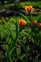 Flower garden, Netherlands , a close up of a flower