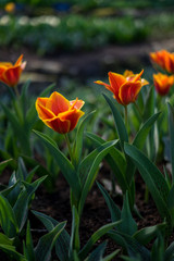 Flower garden, Netherlands , an orange flower