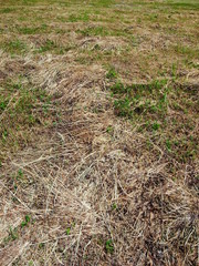 野原を除草された枯れ草