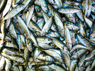 Sardines