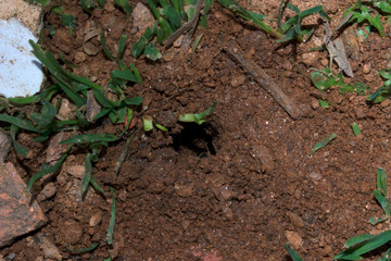 Bug Hole