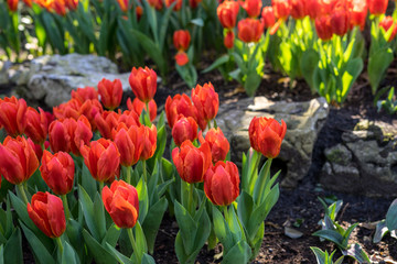 Flower garden, Netherlands , a close up of a flower
