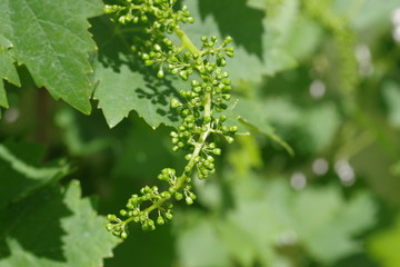 Fototapeta na wymiar flowers grape