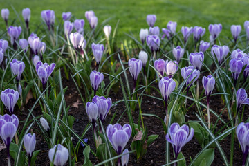 Flower garden, Netherlands , a close up of a purple flower in a field