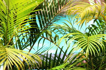 Obrazy na Szkle  liście palmowe