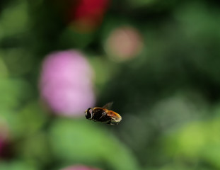  flight fly insect