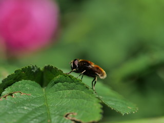  flight fly insect