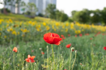 Obraz premium Red poppies in a field grows with other flowers