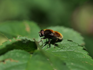  flight fly insect
