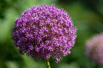 blooming purple flower ball of a Allium Giganteum (giant onion) plant