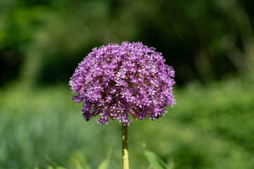 blooming purple flower ball of a Allium Giganteum (giant onion) plant