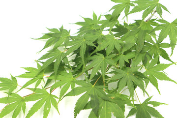 緑色の若々しいもみじを撮影しました