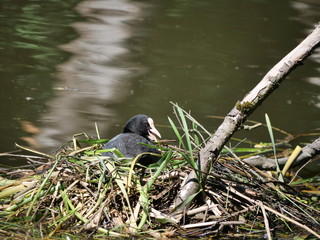 wild bird fulica atra on lake background