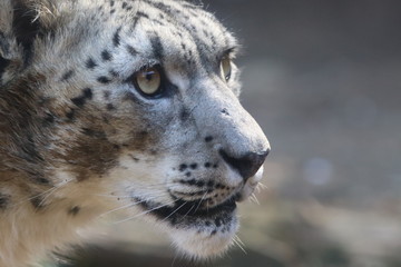 Head of Snow Leopard