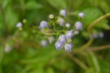  fresh little flowers are in bloom. This flower grows in tropical gardens