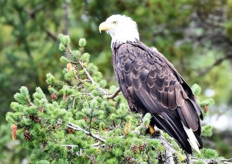 Bald Headed Eagle 2, on Quadra Island, off Vancouver Island, Canada  