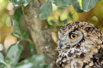 Owl in a tree
