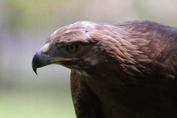 Head of Eagle