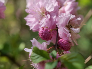 almond tree with flower