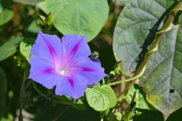 Ipomoea purpurea (Purple morning glory) flower, shallow depth
