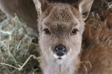 Head of fawn