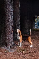 hunting with beagles