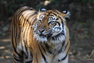 Fototapeta na wymiar Tiger on Walking