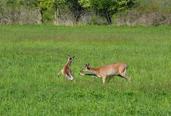 Fighting deer in spring meadow