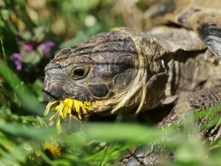grassland  tortoise eating dandelion