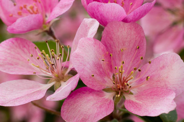 Fototapeta na wymiar Spring flowers. Apple tree blossom with green leaves closeup