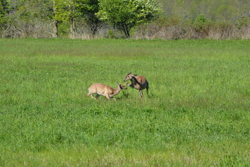 Naklejka na ściany i meble Fighting deer in spring meadow