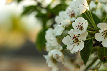 blooming apple tree close-up in macro background